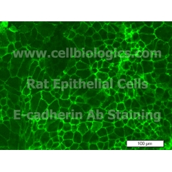Rat Primary Alveolar Epithelial Cells